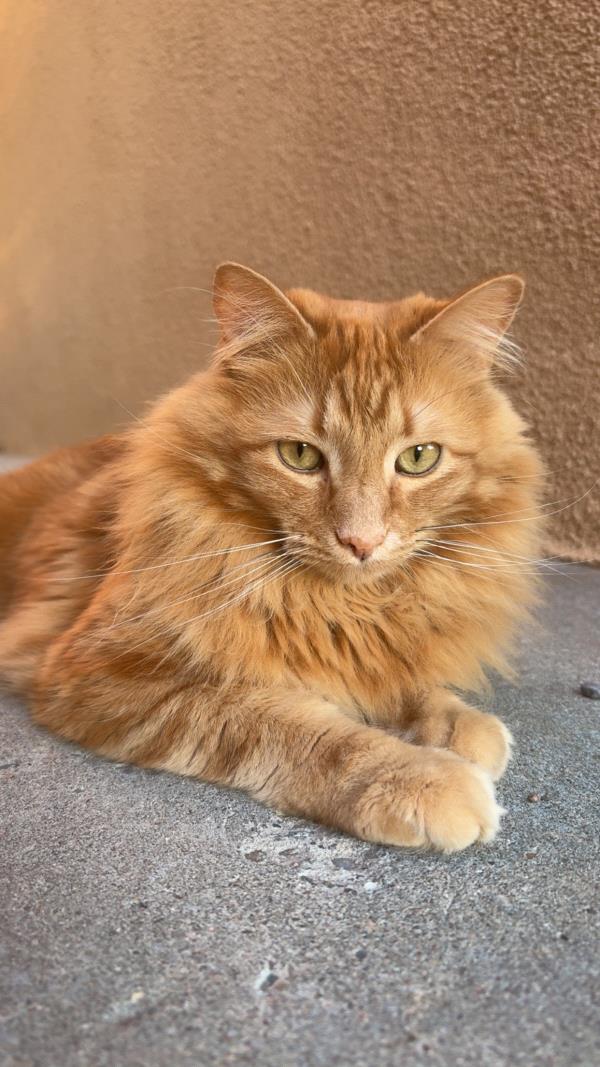 /Images/uploads/The Santa Fe New Mexican/santafepetcontest/entries/33998thumb.jpg